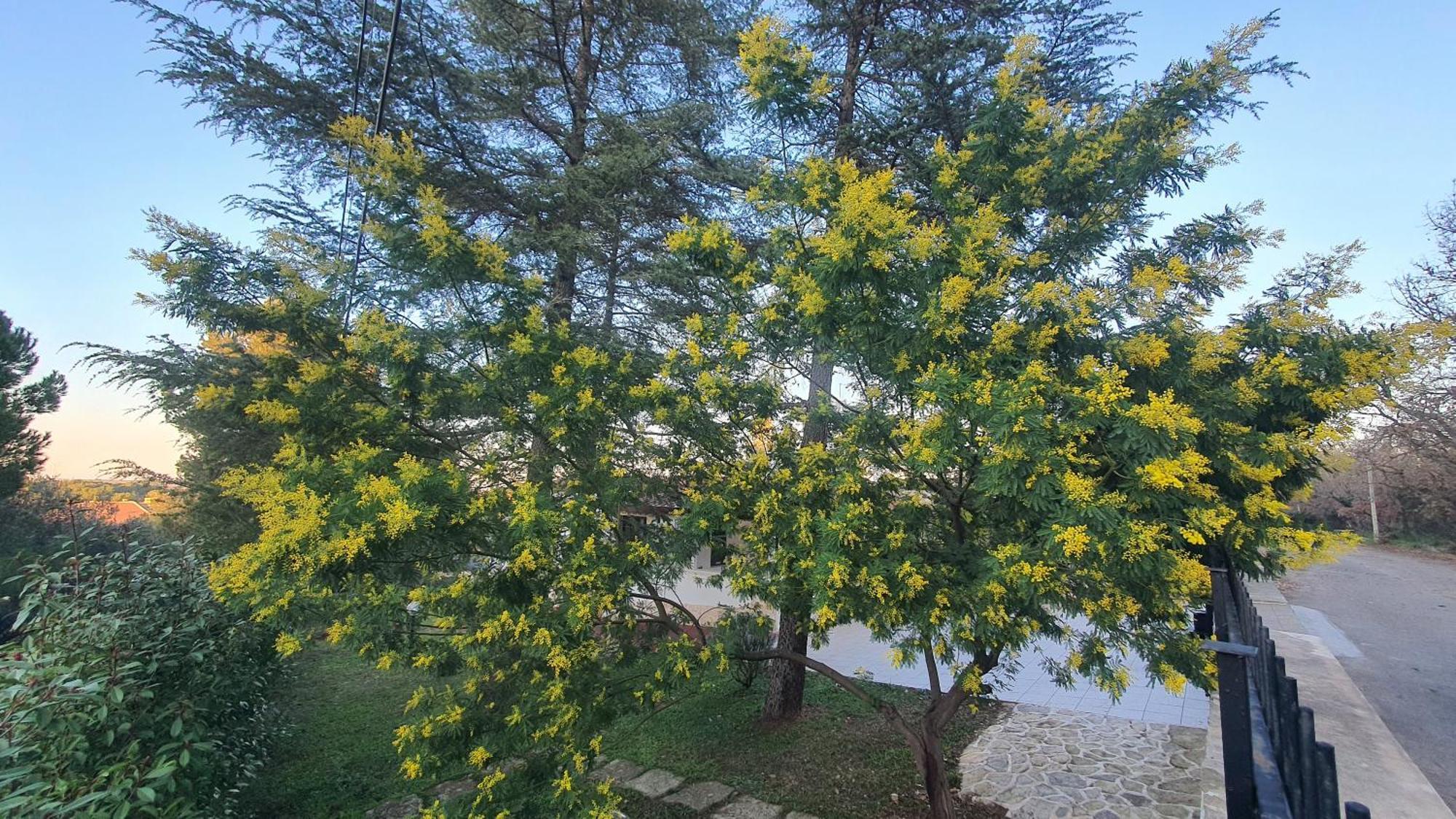 Mercadante - Luxury Holiday House Cassano delle Murge Luaran gambar